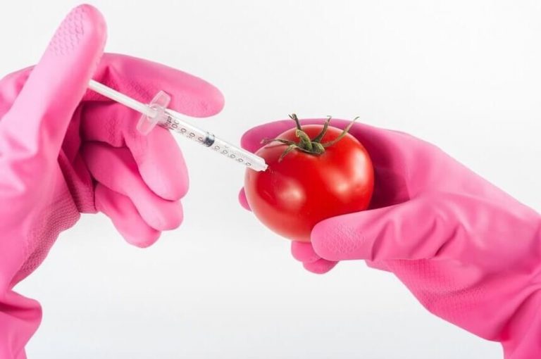 Organismos modificados genéticamente (OMG): ¿Solución o una amenaza?